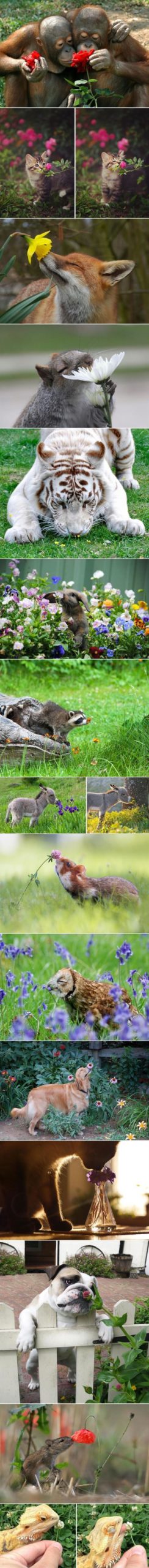 Animals+smelling+flowers