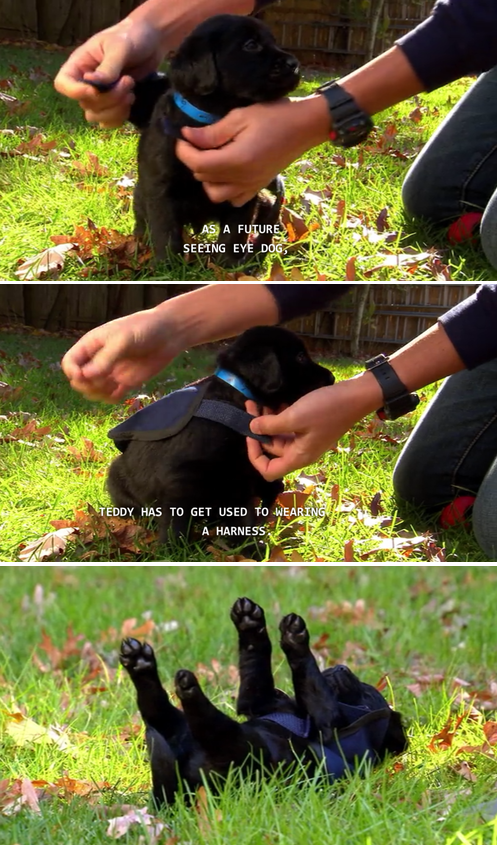 Hang+in+there%2C+Teddy%21