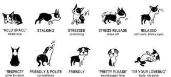 Doggo+language