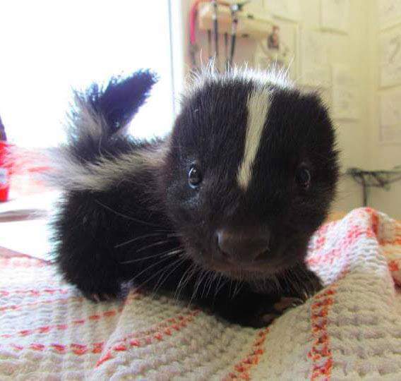 Suddenly%2C+a+tiny+baby+skunk%26%238230%3B