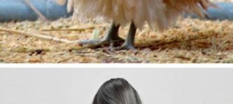 Animals+with+fab+hair.