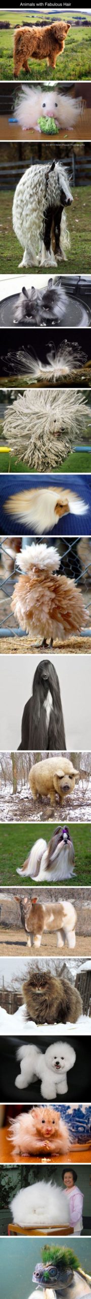 Animals+with+fab+hair.