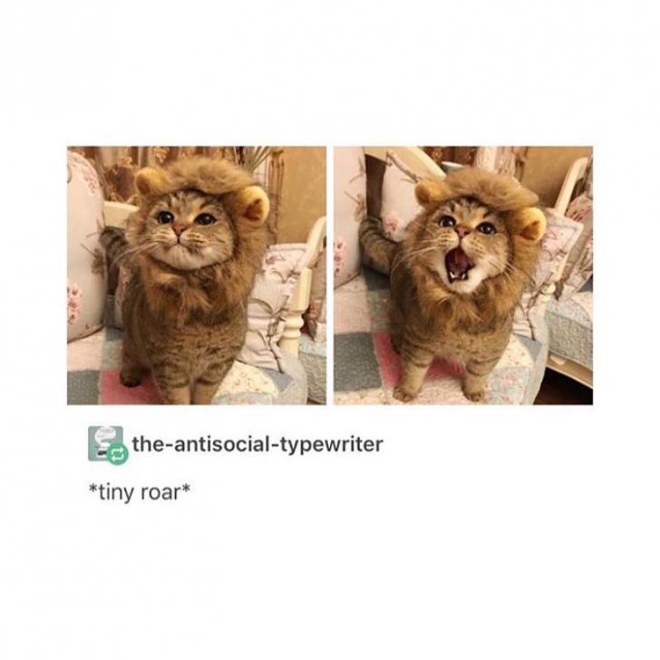 I+want+cheese+burger