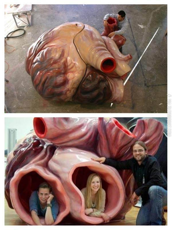 The+actual+size+of+a+blue+whale+heart