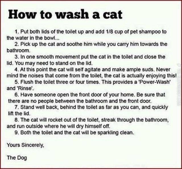 How+to+wash+a+cat.