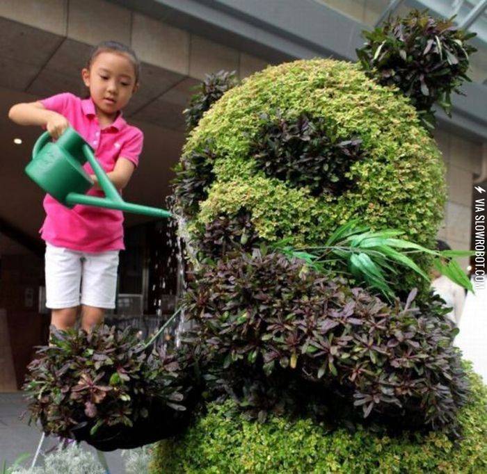 How+to+grow+a+panda.