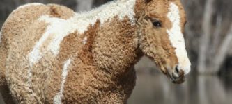 A+curly-haired+horse