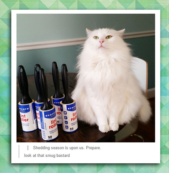 Look+at+the+smugness