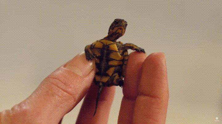 Little+Turtle.