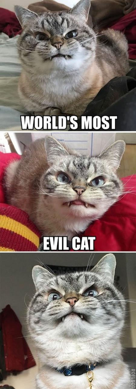 World%26%238217%3Bs+Most+Evil+Cat