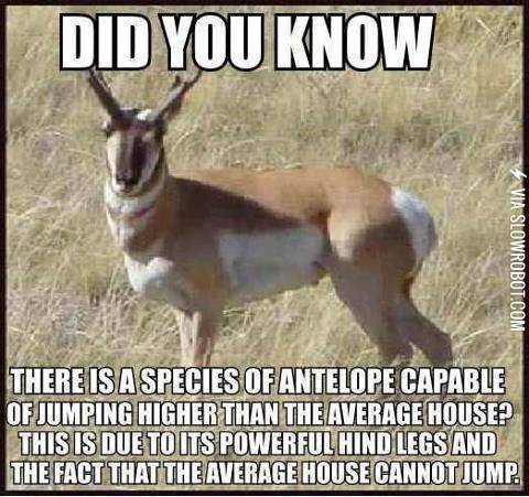 I+can+jump+higher+than+a+house