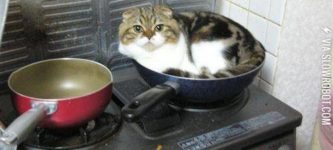 You+cat+simply+wok+into+mordor