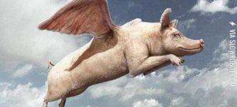 If+pigs+could+fly.