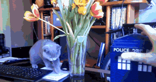 My+reaction+if+I+saw+the+Tardis+irl.