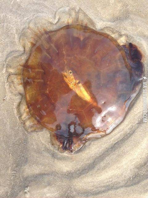 Jellyfish+washed+ashore+with+a+dead+fish+inside+it