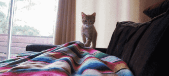 Kitten+Pounce
