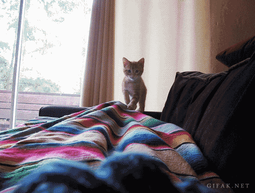 Kitten+Pounce