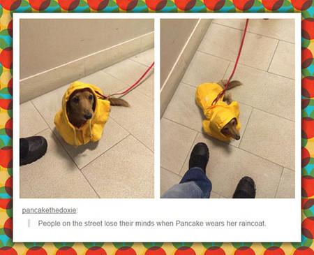 People+lose+their+minds+when+Pancake+wears+a+raincoat