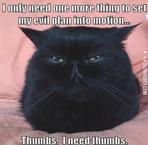 Why+cats+haven%26%238217%3Bt+taken+over+the+world+yet.