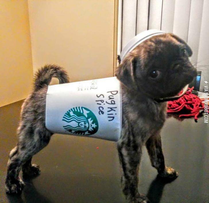 Did+somebody+order+a+Pugkin+Spice+Latte%3F
