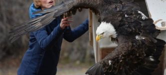 This+bald+eagle+was+found+caught+in+a+trap+and+rehabilitated+by+the+Montana+Raptor+Conservation+Center.+It+was+released+back+into+the+wild+yesterday.