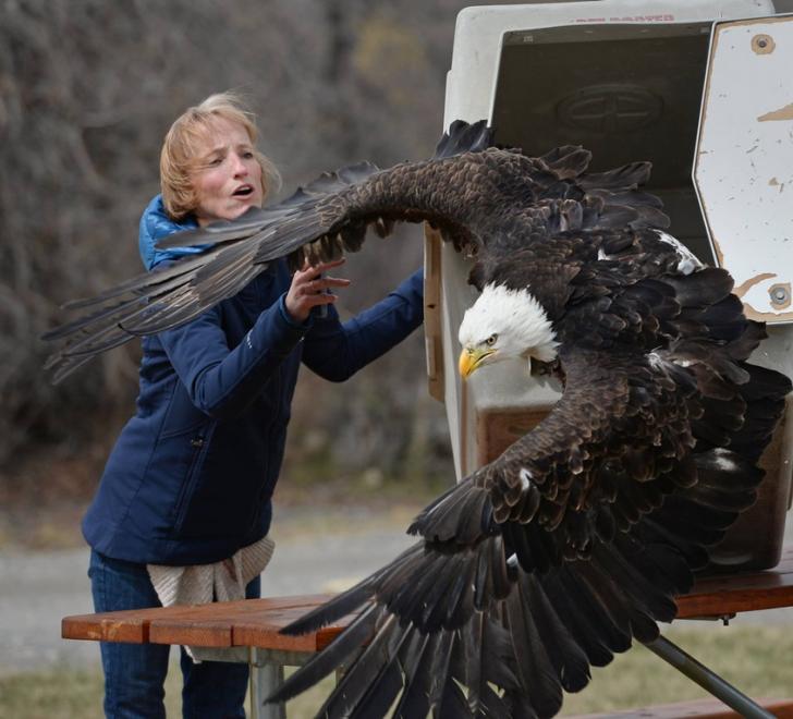 This+bald+eagle+was+found+caught+in+a+trap+and+rehabilitated+by+the+Montana+Raptor+Conservation+Center.+It+was+released+back+into+the+wild+yesterday.