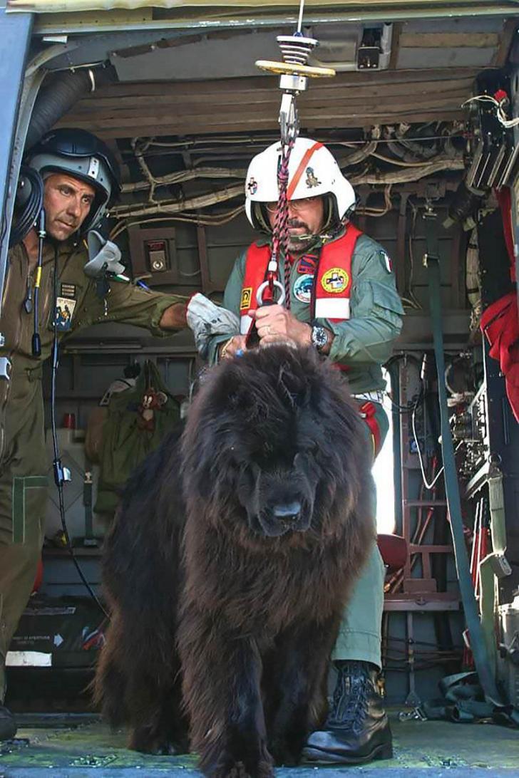 Italian+Coast+Guard+dog+getting+ready+to+jump+into+the+ocean+to+rescue+a+person.