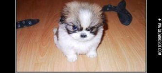 Angry+Puppy%2C+he+will+kill+you