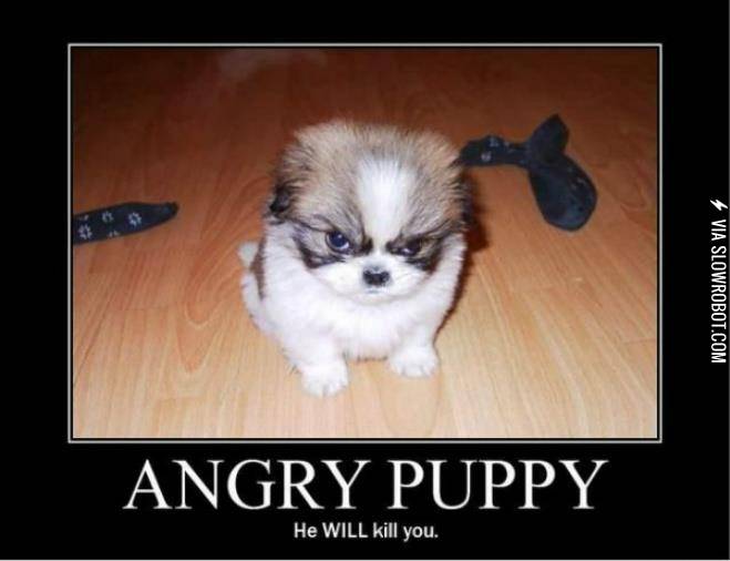 Angry+Puppy%2C+he+will+kill+you