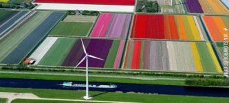 Tulip+farms+in+the+Netherlands.