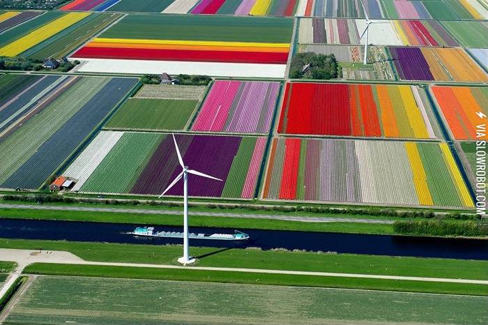 Tulip+farms+in+the+Netherlands.