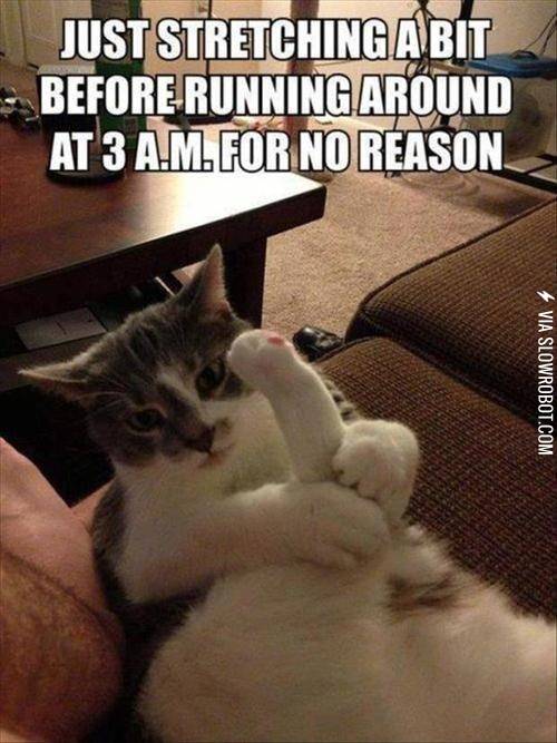 A+cat%26%238217%3Bs+life%26%238230%3B