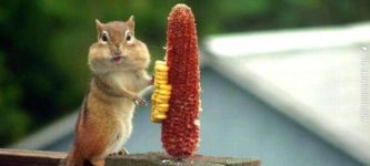 Chipmunk+enjoying+a+snack