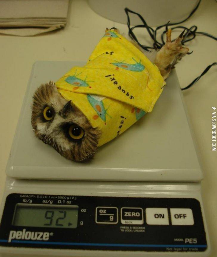 Weighing+an+owl.