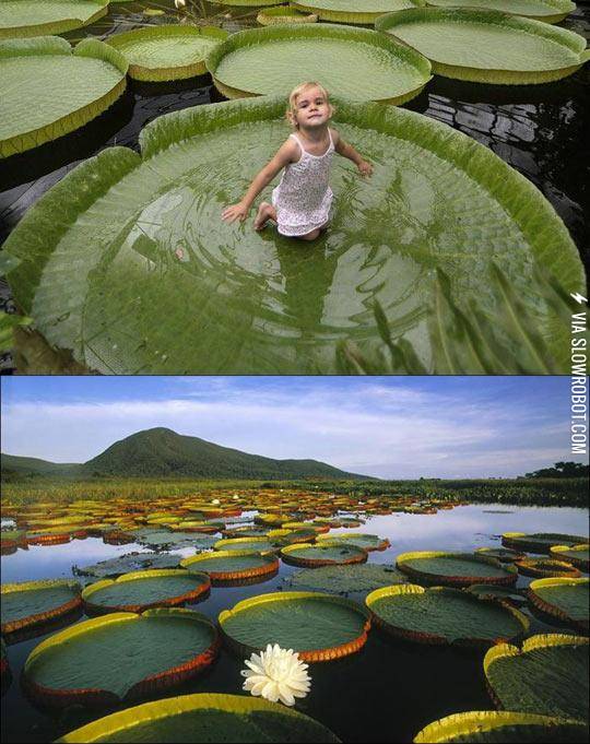 Victoria+Amazonica%2C+The+Giant+Plant+That+Can+Support+Up+To+40+Kg