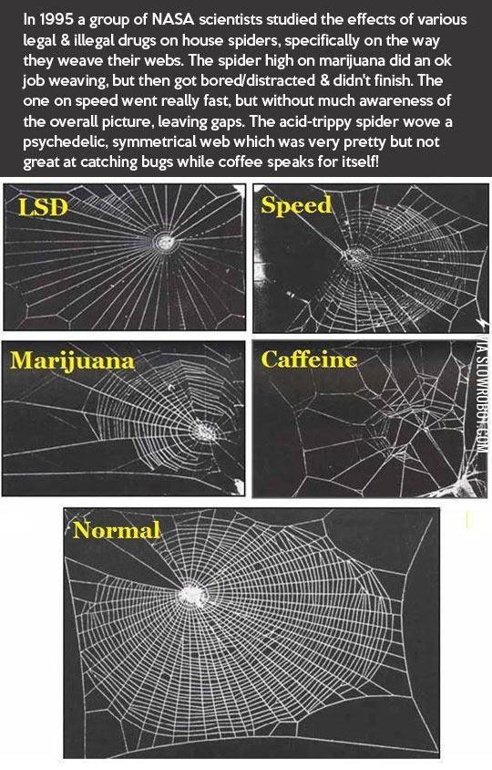 When+Spiders+Go+Crazy