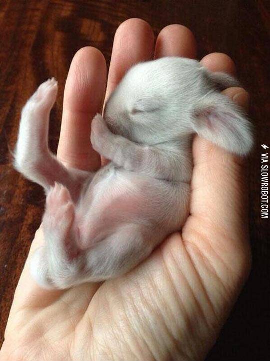Sleepy+Newborn+Bunny
