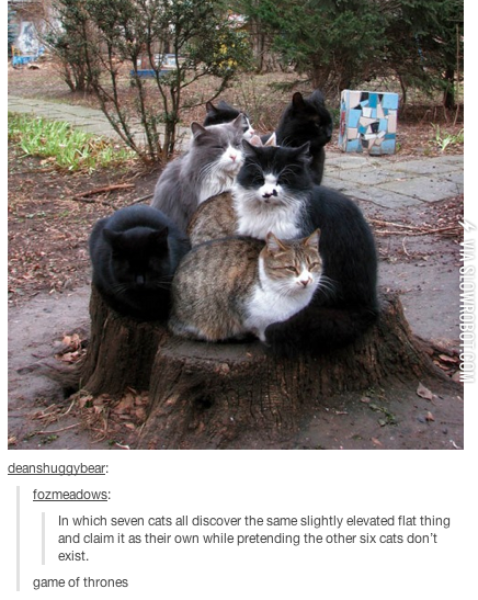 Passive+Aggressive+Cat+Competition