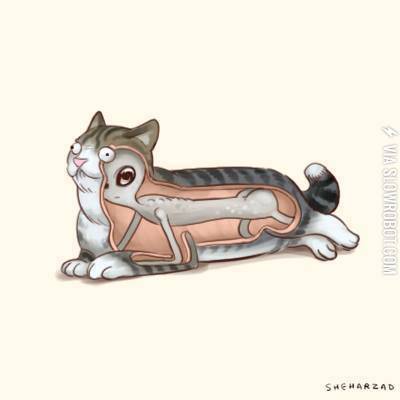 The+truth+about+cats.