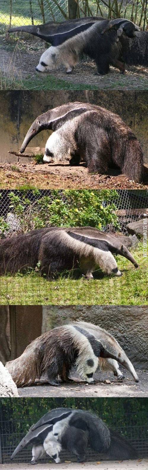 The+anteater+panda.