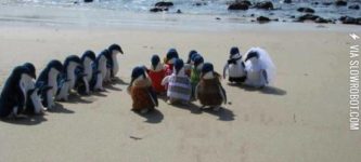 When+penguins+get+married.