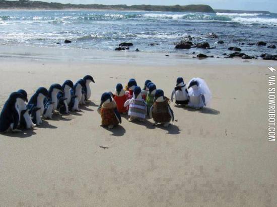 When+penguins+get+married.
