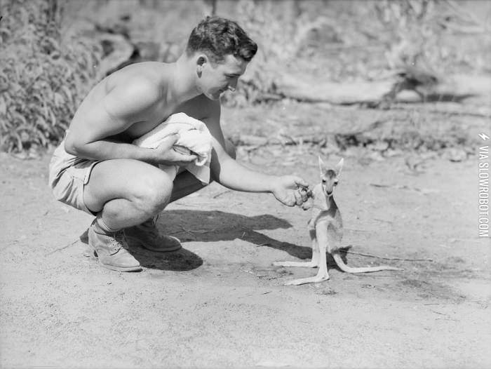 An+American+soldier+and+a+kangaroo+in+1942.