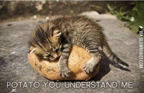 Potato%2C+you+understand+me.
