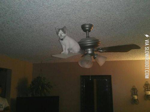 I%26%238217%3Bm+sure+I+saw+a+mouse+up+here+somewhere%26%238230%3B