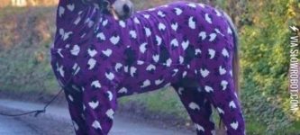 A+horse+in+pajamas.