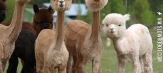 Shaved+Alpaca%26%238217%3Bs+are+both+hilarious+and+terrifying.