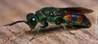 The+Rainbow+Cuckoo+Wasp