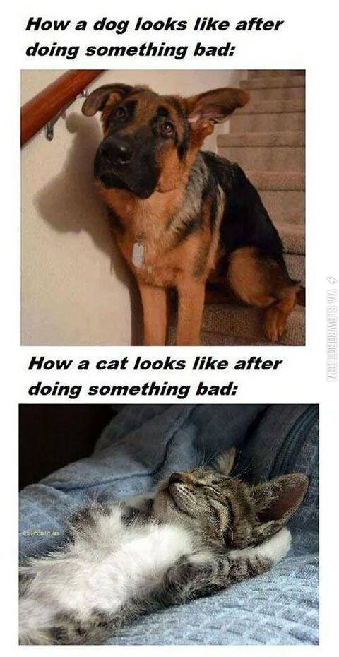 Dogs+vs.+cats