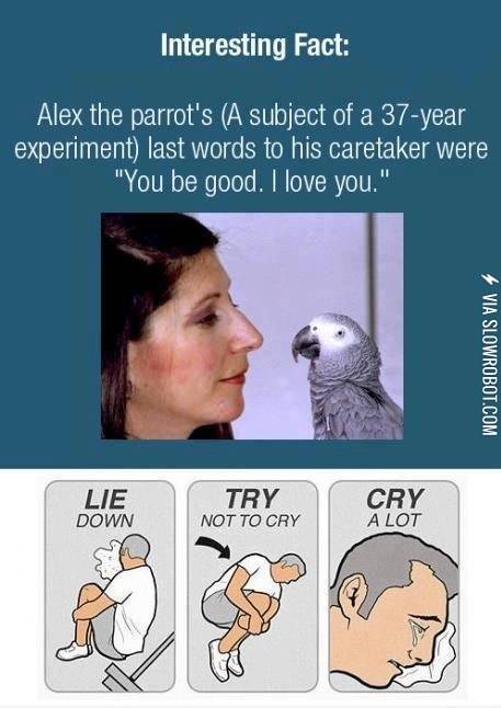 Alex+the+parrot.